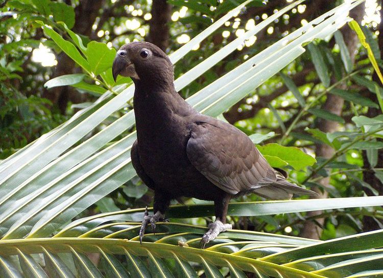Черный попугай в заповеднике Валле де Мэй