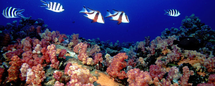 Подводный мир Сейшельских островов