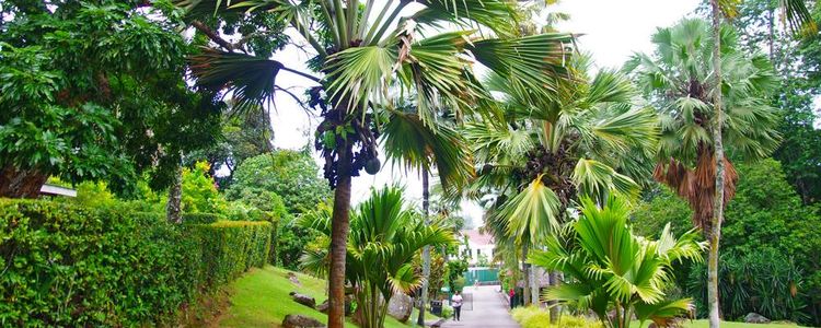 Национальный Сейшельский Ботанический Сад. Маэ. Сешельские острова