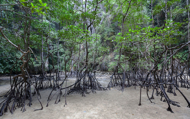 Мангровый лес в Национальном Парке Панг Нга. Тайланд
