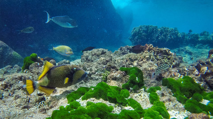 Подводный мир Симиланских островов
