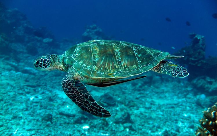 Один из представителей фауны Симилан - гигантская морская черепаха