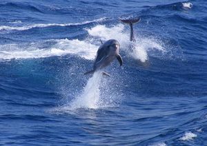 В заливе Арголикос яхтсменам довольно чысто удается увидеть дельфинов