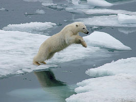 Polar Bear sightings are a highlight of the Arctic