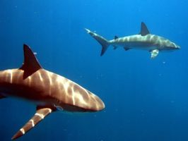 Famous "Danger" Reef Friendly Sharks