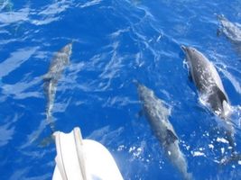 Dolphins on the bow
