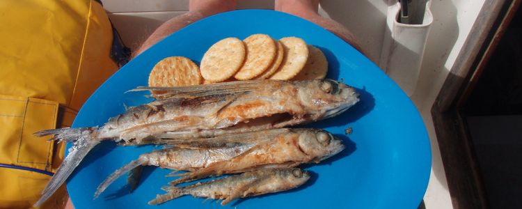 Рыба - существенная часть рациона питания на яхте