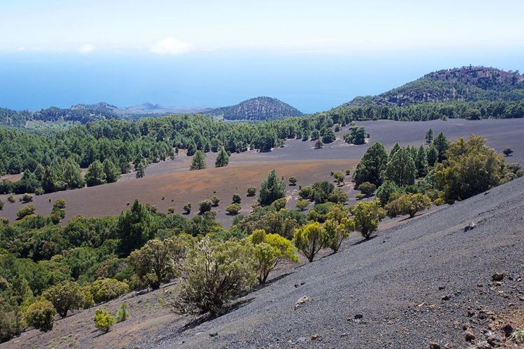 Выше 1300 метров трава на Йерро не растёт. Деревья торчат прямо из вулканического грунта.