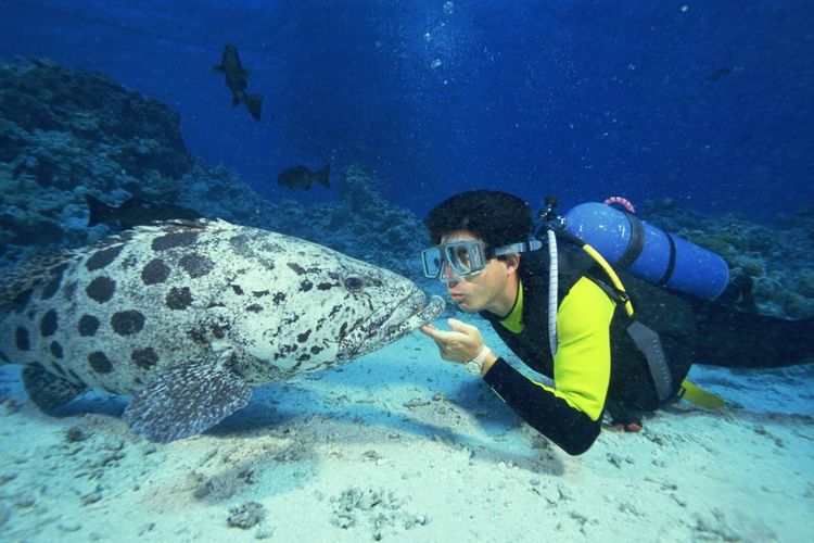 Подводный мир островов Медас