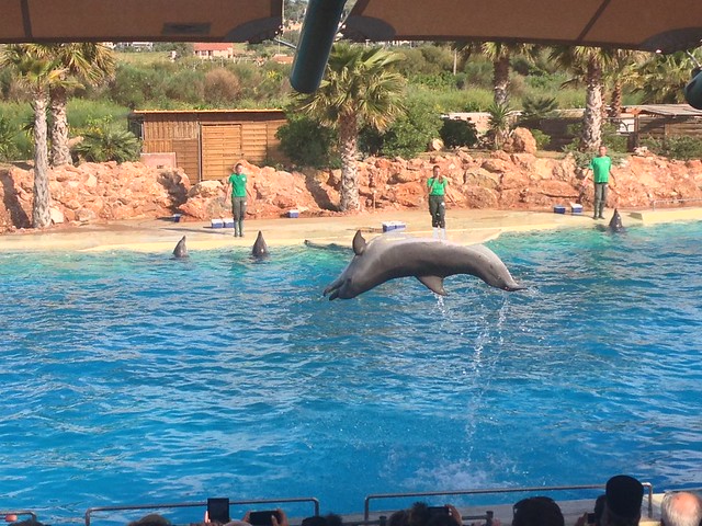Шоу с участием дельфинов и морских львов в зоопарке Аттика в Греции Dimitris Kamaras