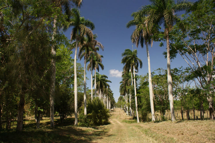 Ботанический Сад Сьенфуэгоса (Jardín Botánico de Cienfuegos)