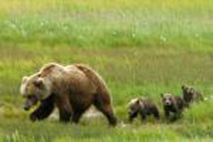 Alaskan coastal brown bear &amp; cubs