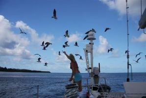 Feeding sea gulls and frigate birds